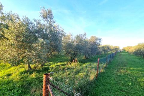 Istra,Umag-Maslinik s 25 rodnih maslina