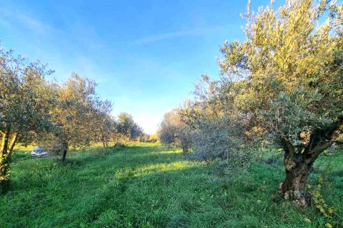 Istra,Umag-Maslinik s 25 rodnih maslina