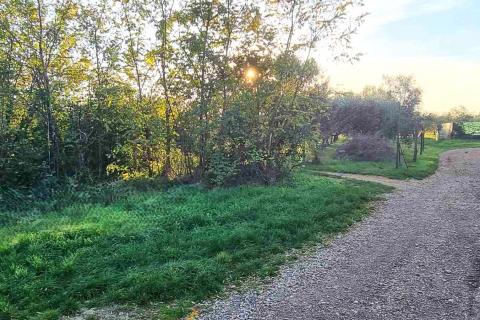 Istra,Umag-Maslinik s 25 rodnih maslina