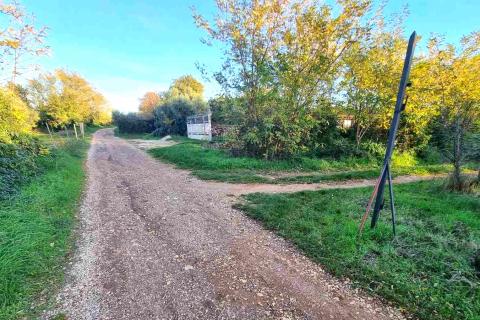 Istra,Umag-Maslinik s 25 rodnih maslina