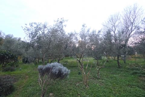 Istra,Brtonigla-Građevinsko zemljište na odličnoj lokaciji