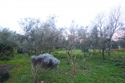 Istra,Brtonigla-Građevinsko zemljište na odličnoj lokaciji