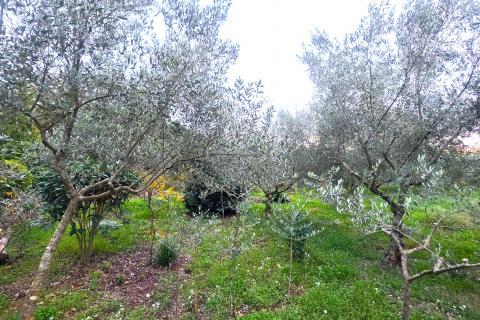 Istra,Brtonigla-Građevinsko zemljište na odličnoj lokaciji