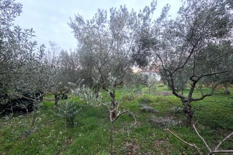 Istra,Brtonigla-Građevinsko zemljište na odličnoj lokaciji