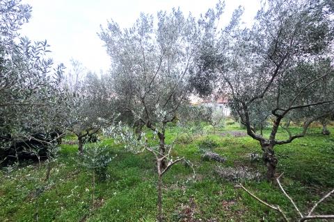 Istra,Brtonigla-Građevinsko zemljište na odličnoj lokaciji