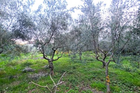 Istra,Brtonigla-Građevinsko zemljište na odličnoj lokaciji