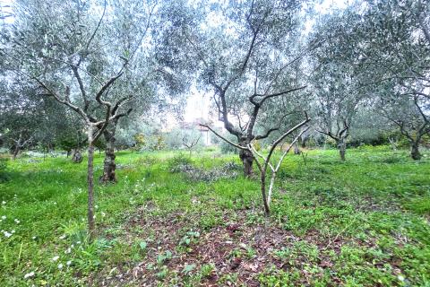 Istra,Brtonigla-Građevinsko zemljište na odličnoj lokaciji