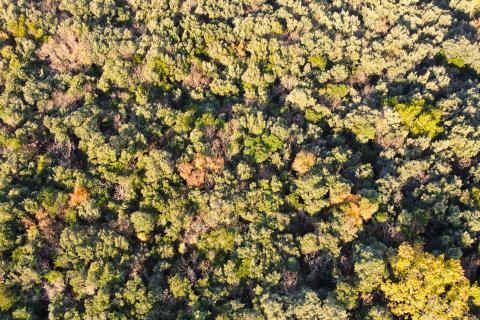 Rovinj - fantastično zemljište s pogledom na more 2000 m2