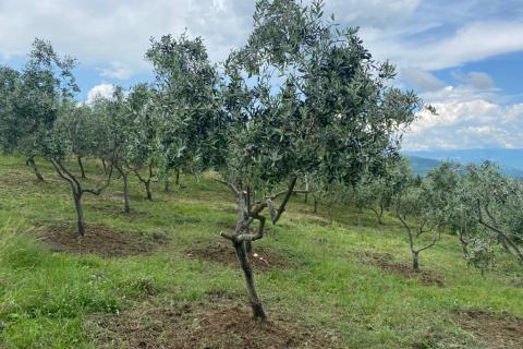 Terreno non edificabile Cerovlje, 45.398m2