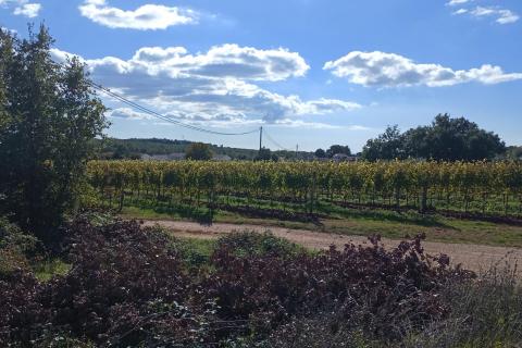 Stavbno zemljišče Baldaši, Vižinada, 1.125m2