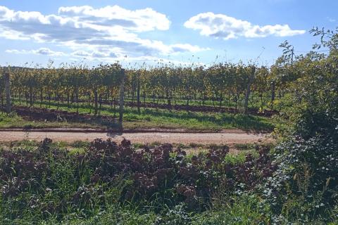 Stavbno zemljišče Baldaši, Vižinada, 1.125m2