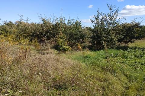 Stavbno zemljišče Baldaši, Vižinada, 1.125m2