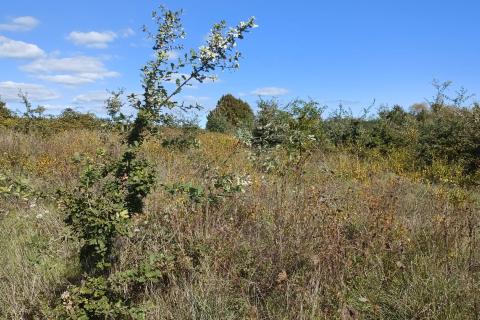 Stavbno zemljišče Baldaši, Vižinada, 1.125m2