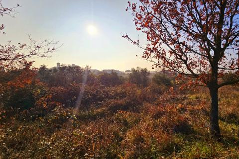 Земельный участок строительного назначения Brtonigla, 900m2