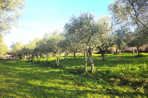 Terreno edificabile Lovrečica, Umag, 683m2