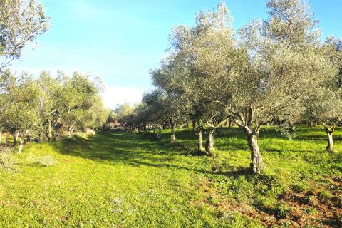 Terreno edificabile Lovrečica, Umag, 683m2