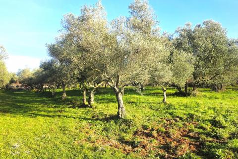 Terreno edificabile Lovrečica, Umag, 683m2