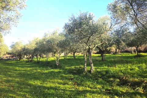 Terreno edificabile Lovrečica, Umag, 683m2