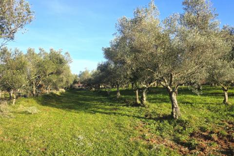 Terreno edificabile Lovrečica, Umag, 683m2