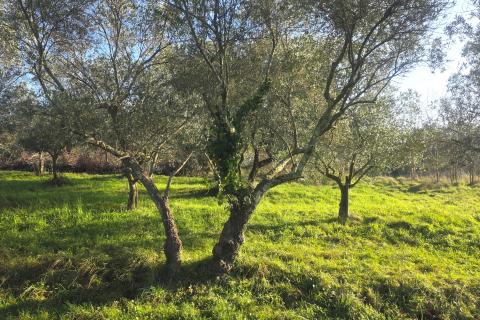 Terreno edificabile Lovrečica, Umag, 683m2