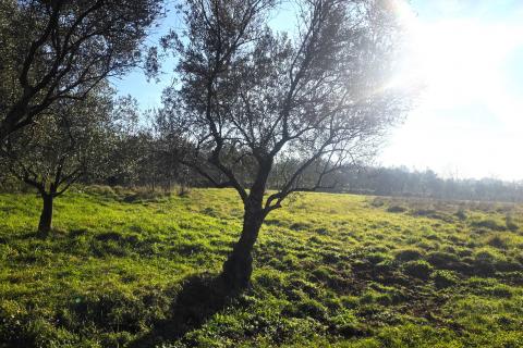 Terreno edificabile Lovrečica, Umag, 683m2
