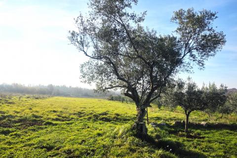 Terreno edificabile Lovrečica, Umag, 683m2