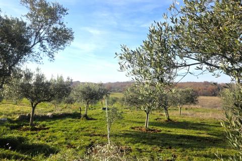 Terreno edificabile Lovrečica, Umag, 683m2