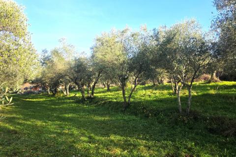 Terreno edificabile Lovrečica, Umag, 683m2