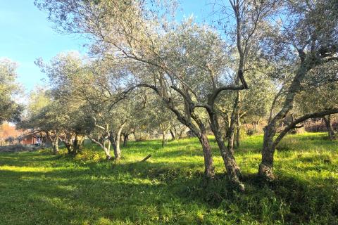 Terreno edificabile Lovrečica, Umag, 683m2