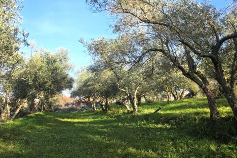 Terreno edificabile Lovrečica, Umag, 683m2