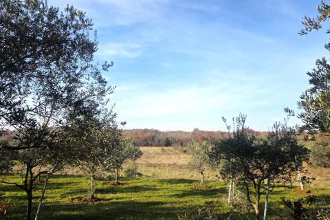 Terreno edificabile Lovrečica, Umag, 683m2