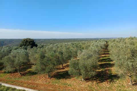 Huis Veliki Vare&scaron;ki, Marčana, 450m2