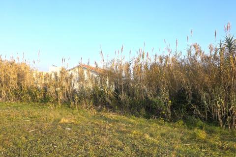 Bouwgrond Brtonigla, 881m2