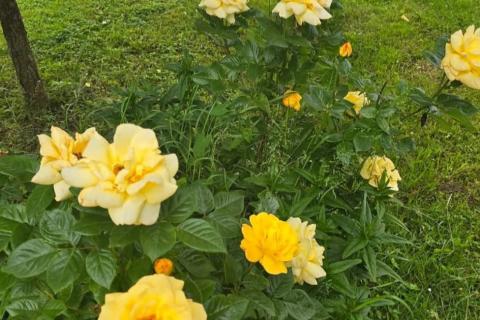 Flat/Appartement Delnice, 829m2