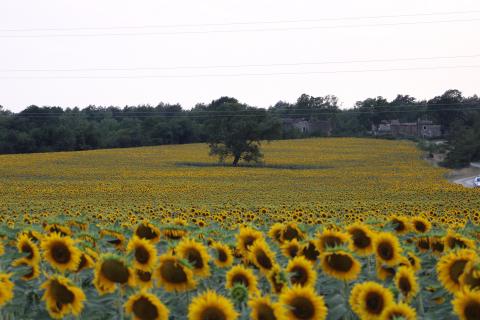 ISTRIA, KR&Scaron;AN - Estate with several houses