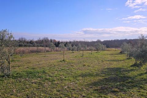 Istra, Umag okolica- maslinik s vodom