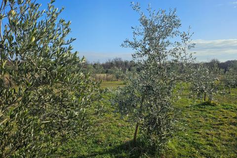 Istra, Umag okolica- maslinik s vodom