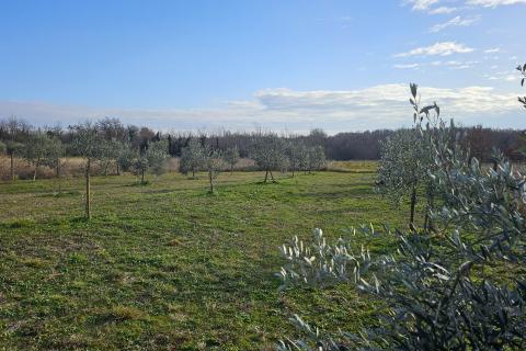 Istra, Umag okolica- maslinik s vodom