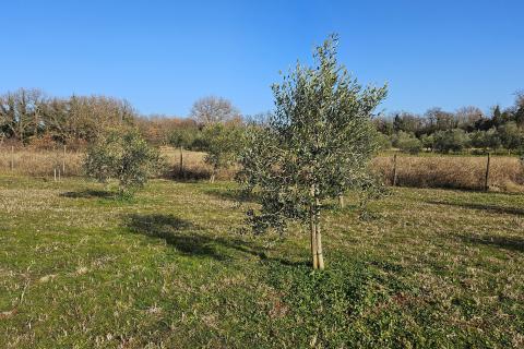 Istra, Umag okolica- maslinik s vodom