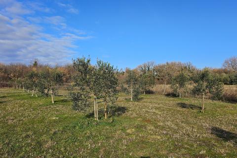 Istra, Umag okolica- maslinik s vodom