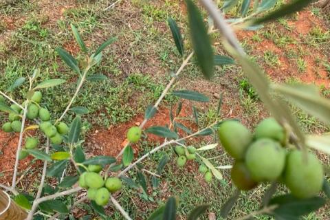 Istra, Umag okolica- maslinik s vodom