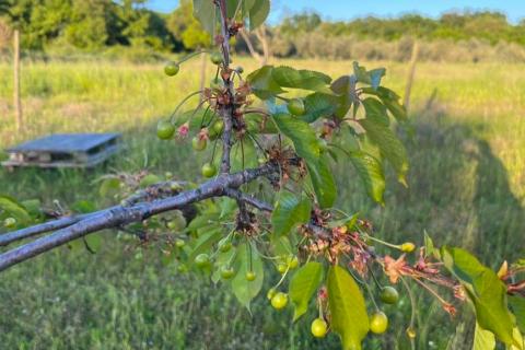 Istra, Umag okolica- maslinik s vodom