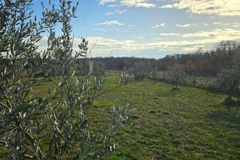 Istra, Umag okolica- maslinik s vodom