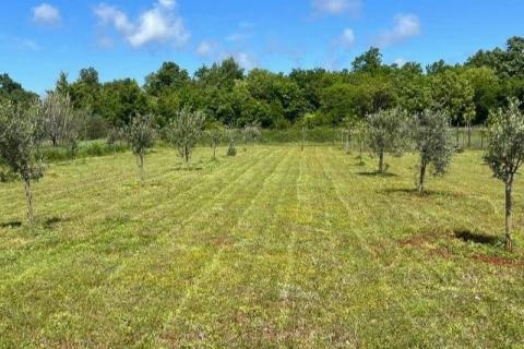 Istra, Umag okolica- maslinik s vodom