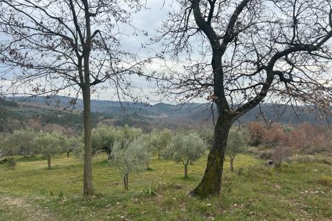 Buje, poljoprivredno zemlji&scaron;te veličine 806 m2