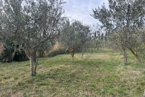 Buje, poljoprivredno zemlji&scaron;te veličine 806 m2