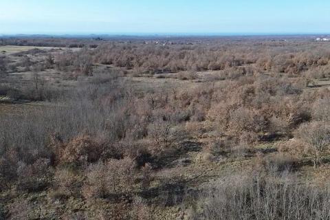 Istra, Baderna, okolica - veliko poljoprivredno zemlji&scaron;te  veličine 27086