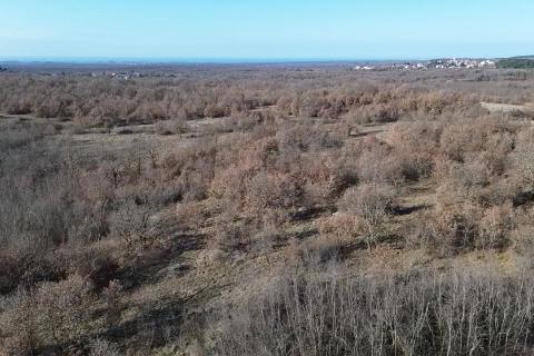 Istra, Baderna, okolica - veliko poljoprivredno zemlji&scaron;te  veličine 27086