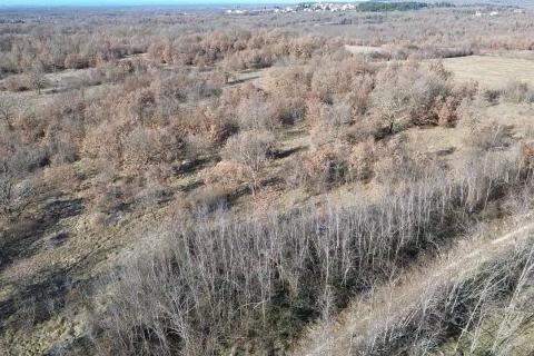 Istra, Baderna, okolica - veliko poljoprivredno zemlji&scaron;te  veličine 27086