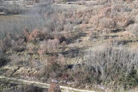 Istra, Baderna, okolica - veliko poljoprivredno zemlji&scaron;te  veličine 27086